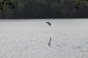 Sailboat on Lake with Flying Bird and Forest Background