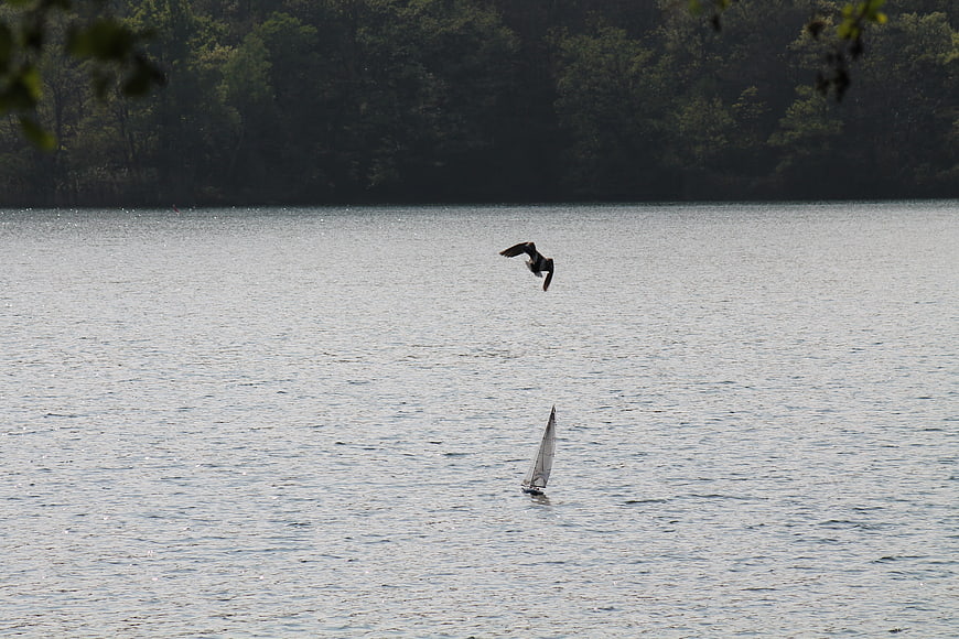 Sailboat on Lake with Flying Bird and Forest Background