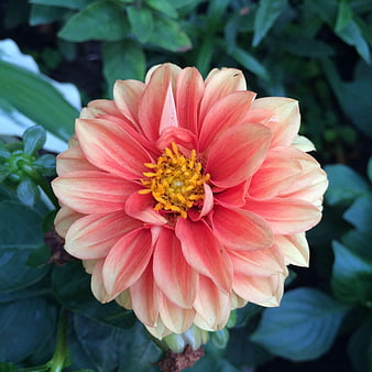 Close-up of a vibrant pink and yellow dahlia flower in a garden