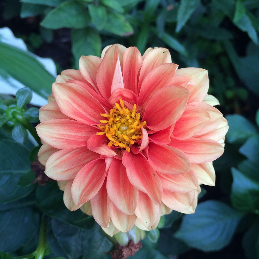 Close-up of a vibrant pink and yellow dahlia flower in a garden