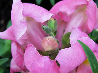 Close-up of pink snapdragon flower with green buds