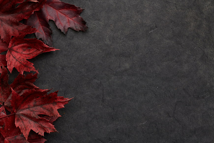 Red Maple Leaves on Dark Textured Background with Copyspace
