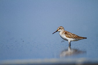Sandpiper Bird Standing in Shallow Blue Water