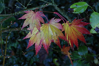 Vibrant Red and Yellow Maple Leaves in Autumn