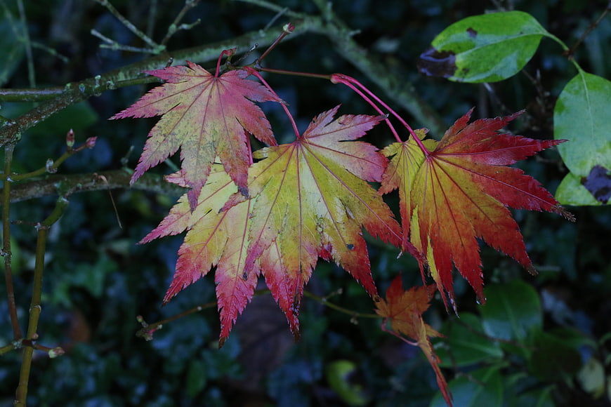 Vibrant Red and Yellow Maple Leaves in Autumn