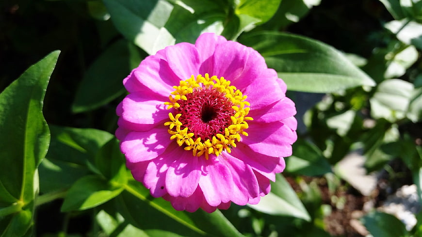 Vibrant Pink Zinnia Flower Close-Up in Sunlight