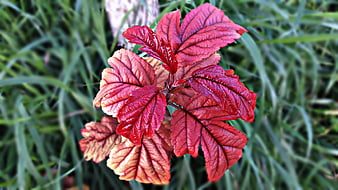 Vibrant red autumn leaves against green grass background