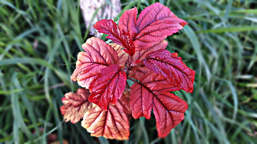 Vibrant red autumn leaves against green grass background