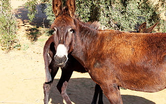 Brown Donkey Standing in Sunny Mediterranean Landscape