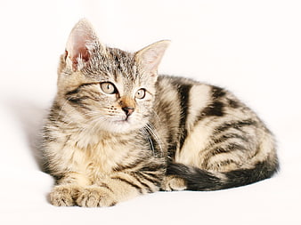 Cute Tabby Kitten Lying on White Background