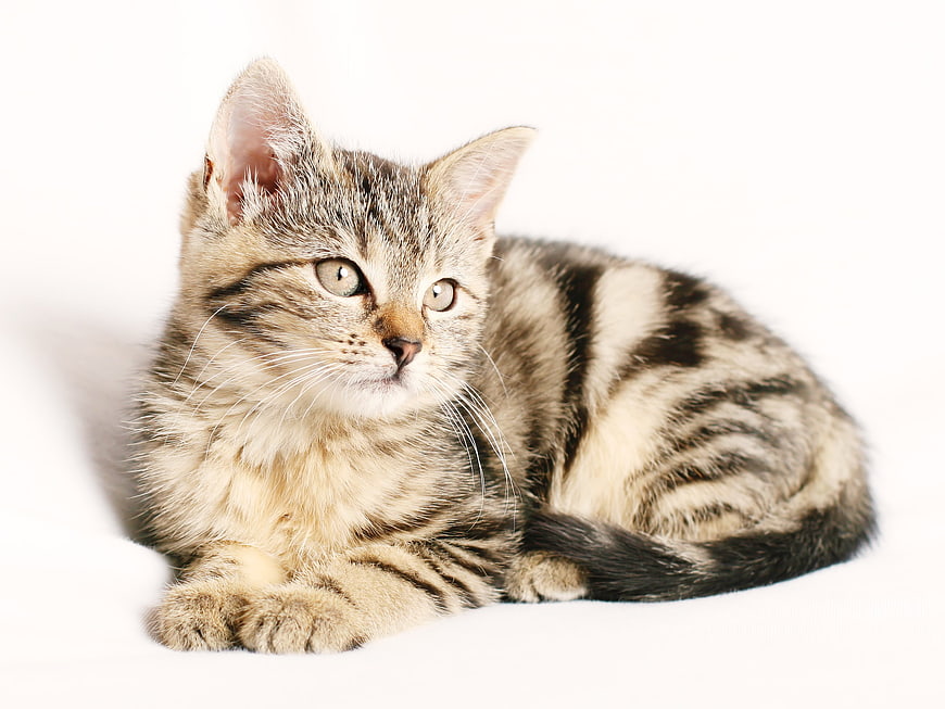 Cute Tabby Kitten Lying on White Background