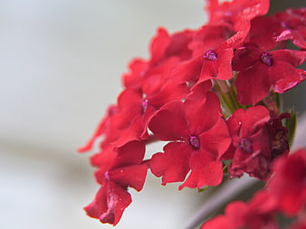 Close-up of vibrant red phlox flowers with copy space