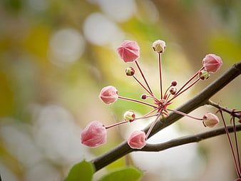 Pink Apple Blossom Buds on Branch with Bokeh Background