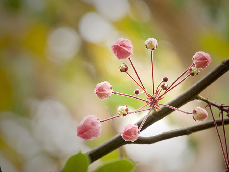 Pink Apple Blossom Buds on Branch with Bokeh Background