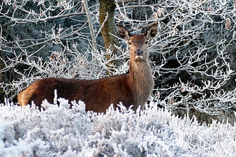 Red Deer Standing in Frosty Winter Forest