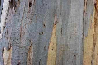 Close-up of weathered eucalyptus tree bark texture