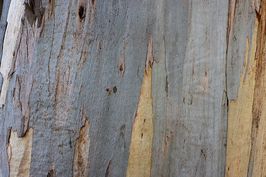 Close-up of weathered eucalyptus tree bark texture