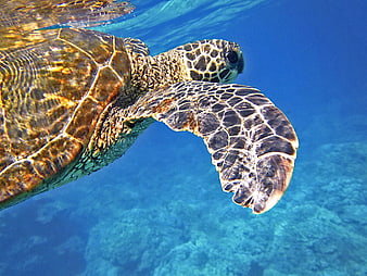 Green Sea Turtle Swimming Underwater in Blue Ocean