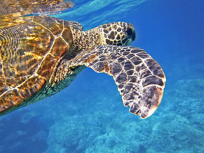 Green Sea Turtle Swimming Underwater in Blue Ocean