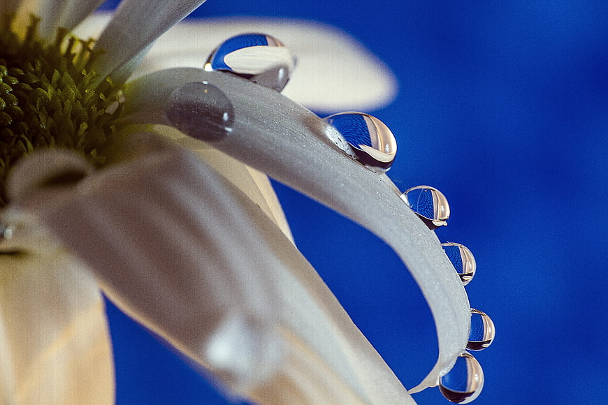 Macro photography of water droplets on white daisy petals against blue background