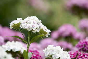 Close-up of white sweet william flowers with pink background