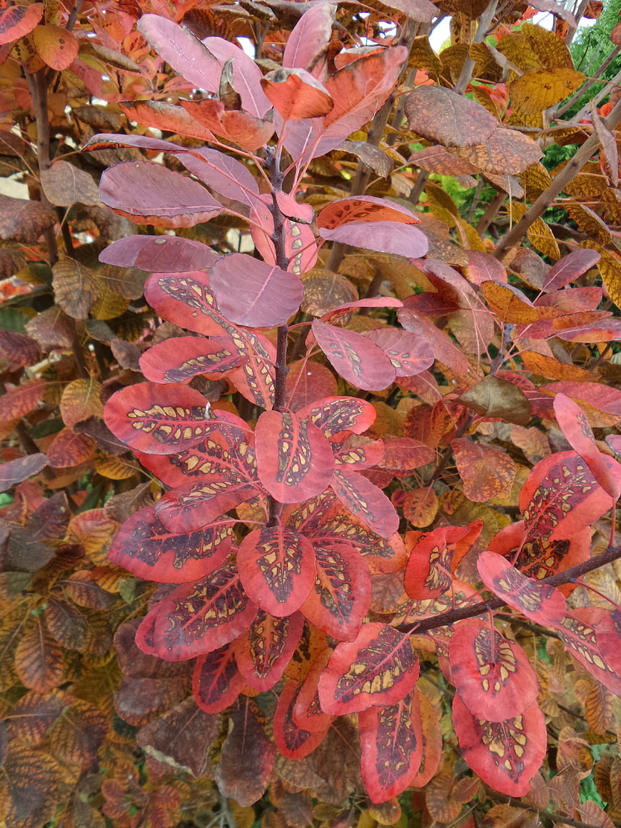 Close-up of vibrant red and orange autumn leaves with intricate patterns