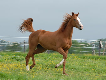 Brown Horse Galloping In Green Meadow With Yellow Flowers