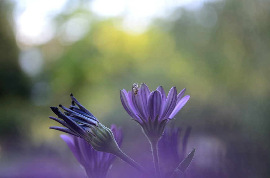 Close-up of purple flower with small insect on petal
