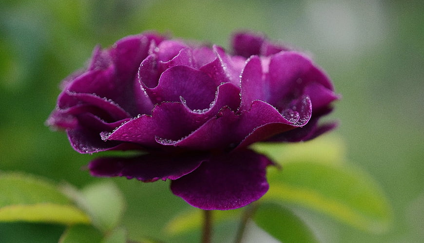 Close-up of a vibrant purple rose with dew drops