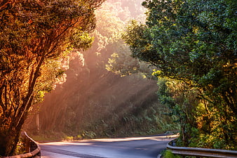 Sunbeams illuminating a winding forest road at golden hour