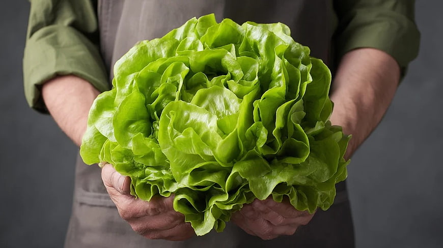 Chef Holding Fresh Green Lettuce Head