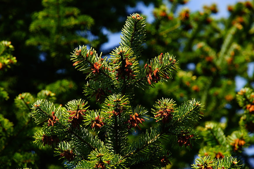 Close-up of vibrant green spruce branches with new growth