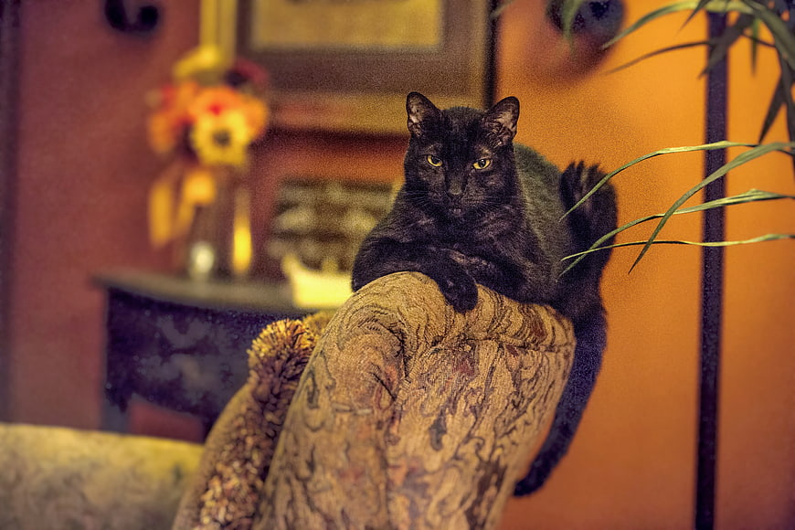 Black cat resting on vintage patterned armchair