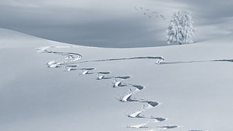 Serene Winter Landscape with Ski Tracks and Snowy Tree