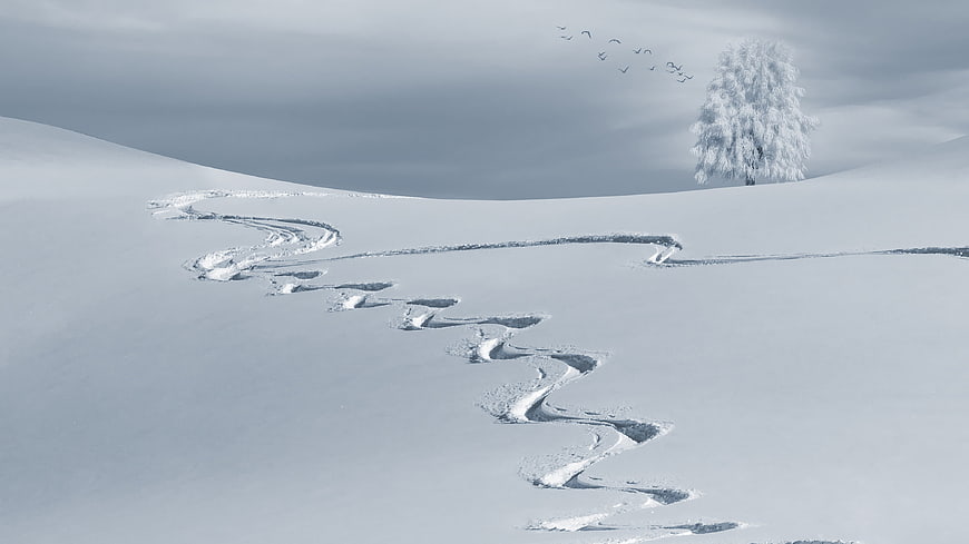 Serene Winter Landscape with Ski Tracks and Snowy Tree