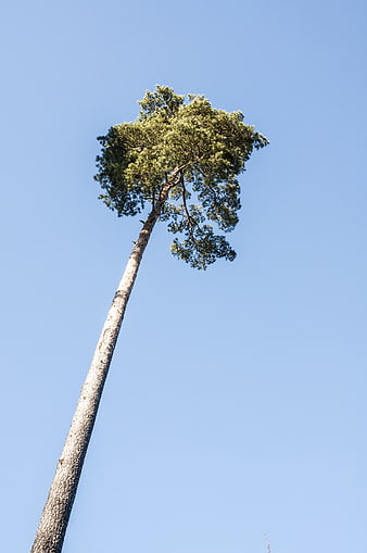 Tall pine tree trunk against clear blue sky