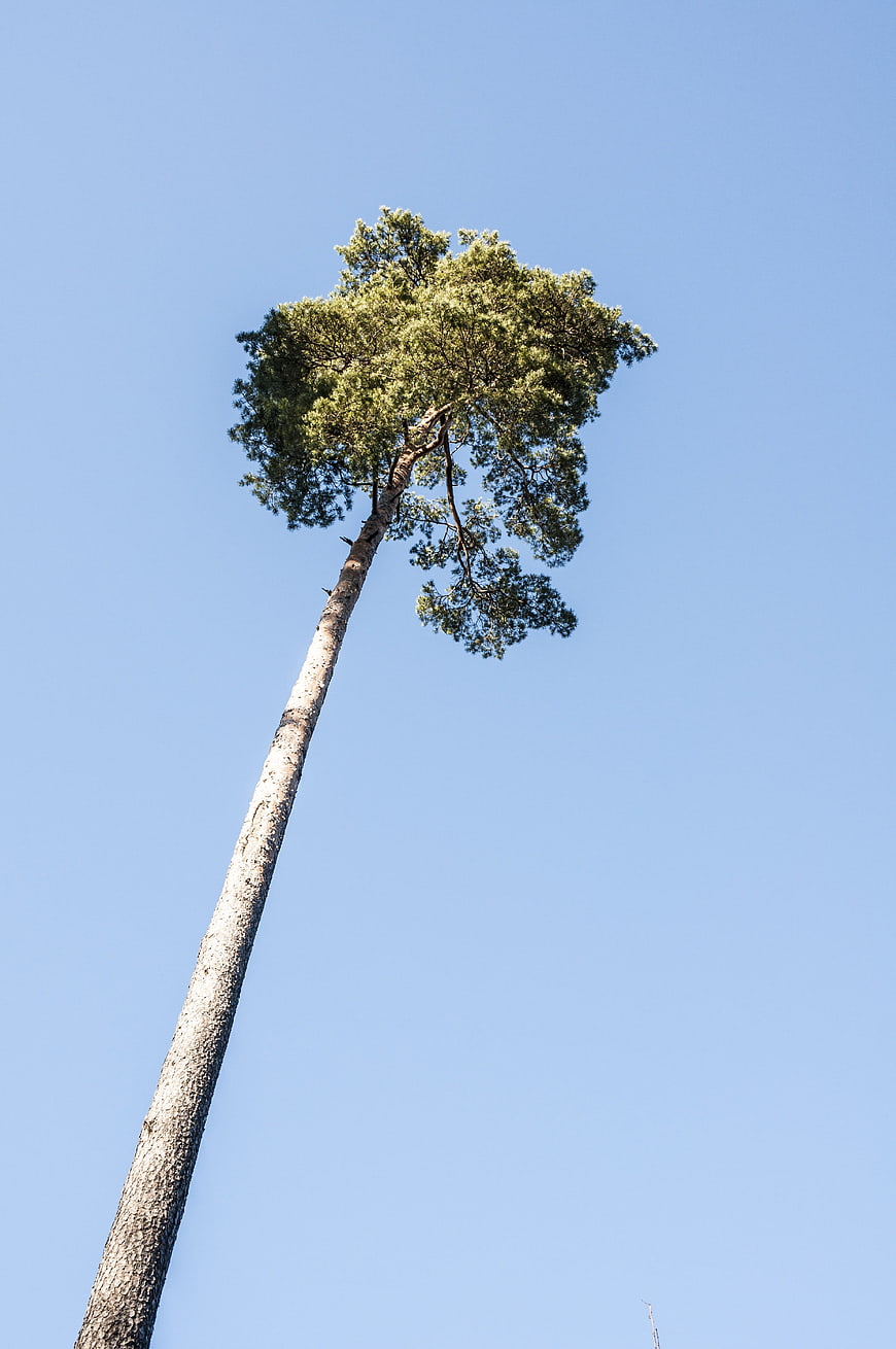 Tall pine tree trunk against clear blue sky