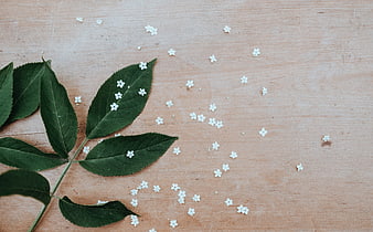 Green leaves and white flowers on wooden background