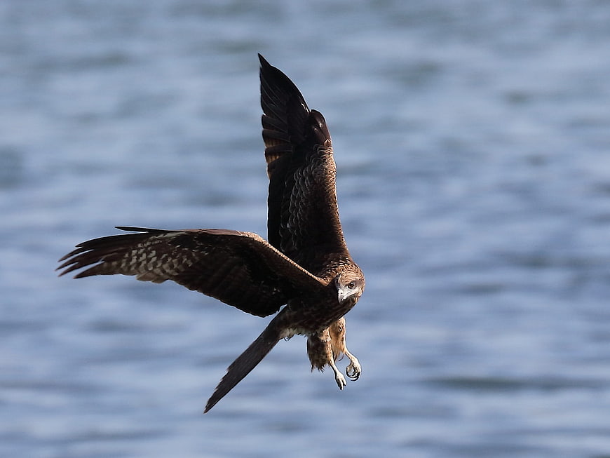 Black Kite Bird of Prey Flying Over Water