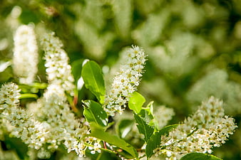 Close-up of white flowering shrub with green leaves in sunlight