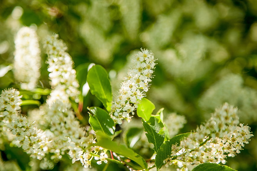 Close-up of white flowering shrub with green leaves in sunlight