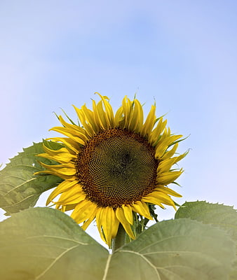 Vibrant Sunflower Close-Up Against Blue Sky
