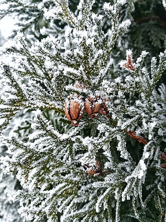 Close-up of frost-covered evergreen branches with pine cones