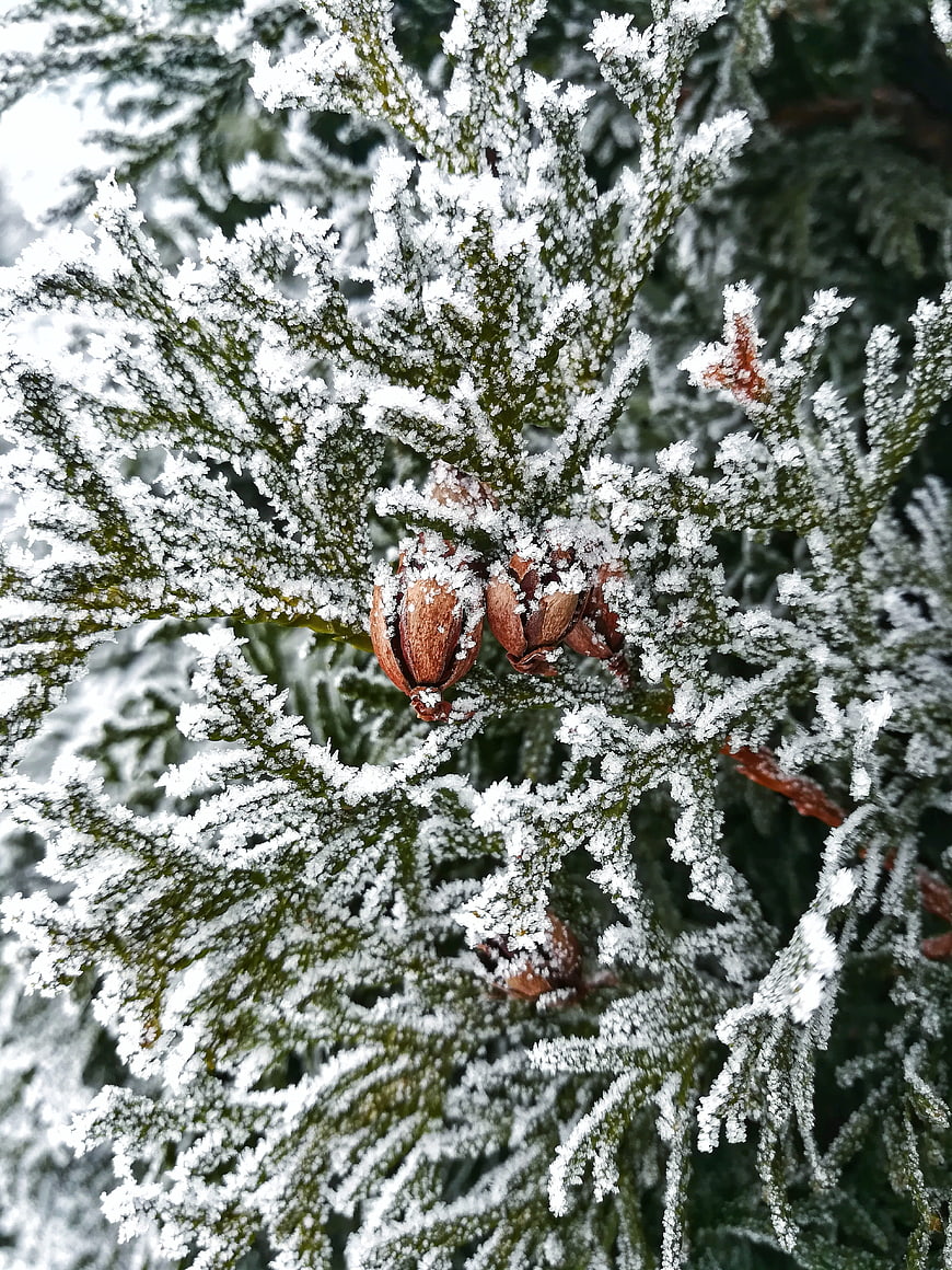 Close-up of frost-covered evergreen branches with pine cones