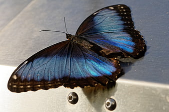 Blue Morpho Butterfly on Metal Surface