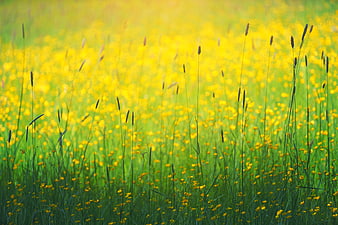 Vibrant yellow wildflowers in a green meadow field