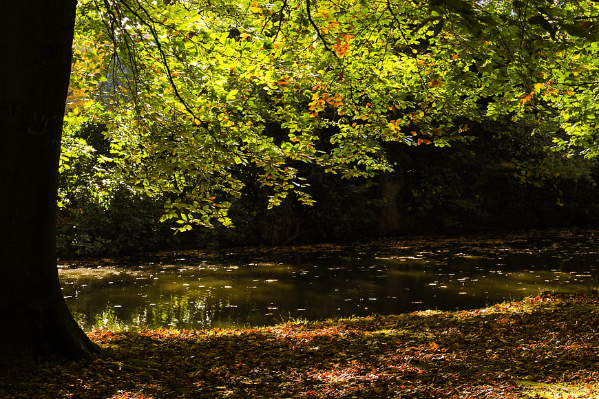 Sunlit autumn forest scene with pond and fallen leaves