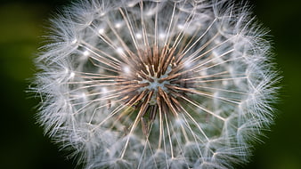 Macro Photography of a Dandelion Seed Head