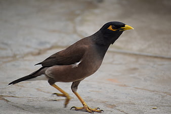 Common Myna Bird Walking on Concrete Pavement