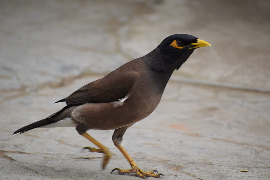 Common Myna Bird Walking on Concrete Pavement